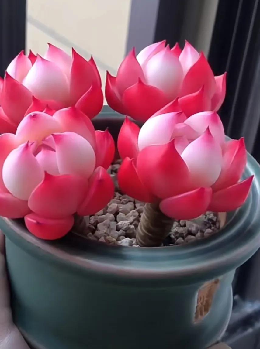 最具有观赏性的多肉植物,颜值高又好养活的多肉植物