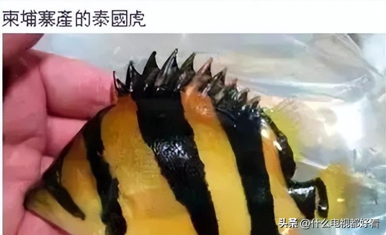 虎鱼从小饲养的正确方法,饲养虎鱼有哪些注意事项