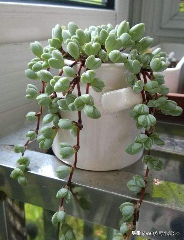 碧玉养殖方法和技巧,碧玉的养殖方法和注意事项