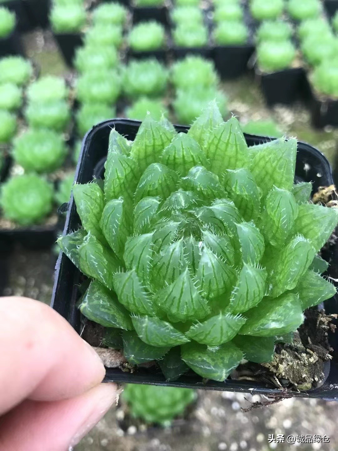 十大最萌的多肉植物,十大稀奇的多肉植物