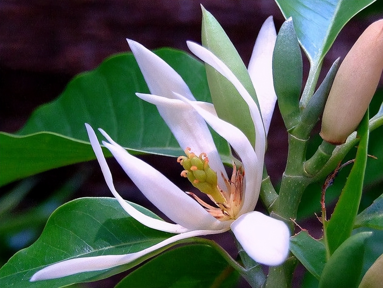 白兰花芽多影响长花苞怎么办,白兰花开花少
