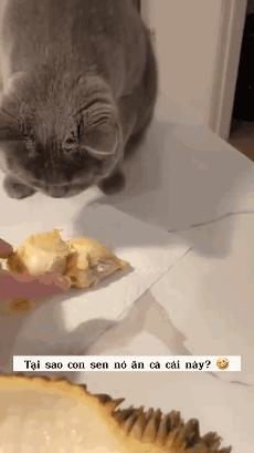 榴莲有点开口了有点长毛,榴莲靠近核的地方像长毛