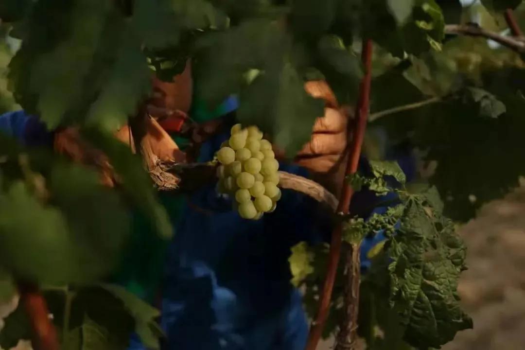 怡园特酿干红葡萄酒价格表,怡园干红深蓝多少钱