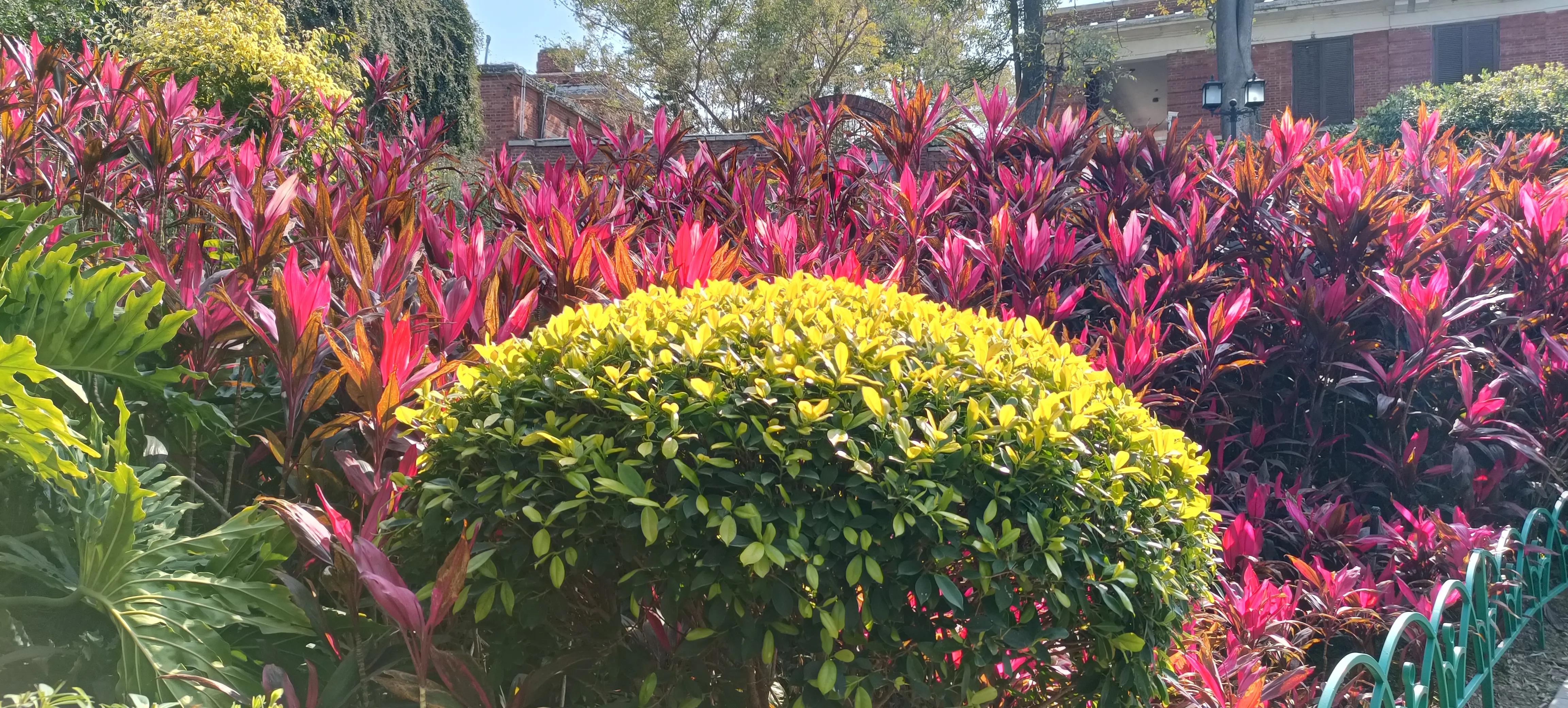 为什么去厦门都要去鼓浪屿,厦门鼓浪屿之行的感受