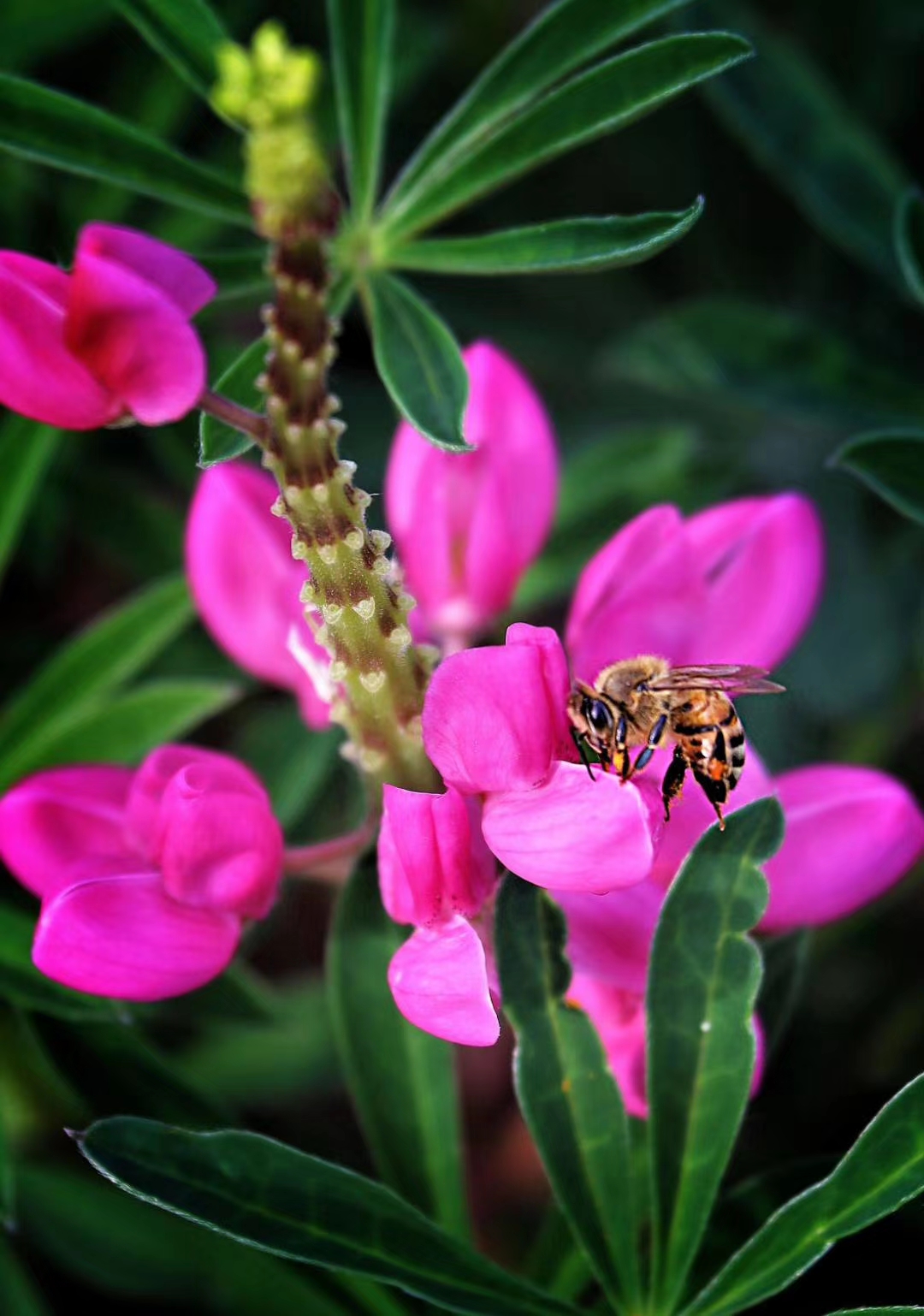 发展中蜂产业助推乡村振兴,养蜂产业如何跟上乡村振兴的步伐