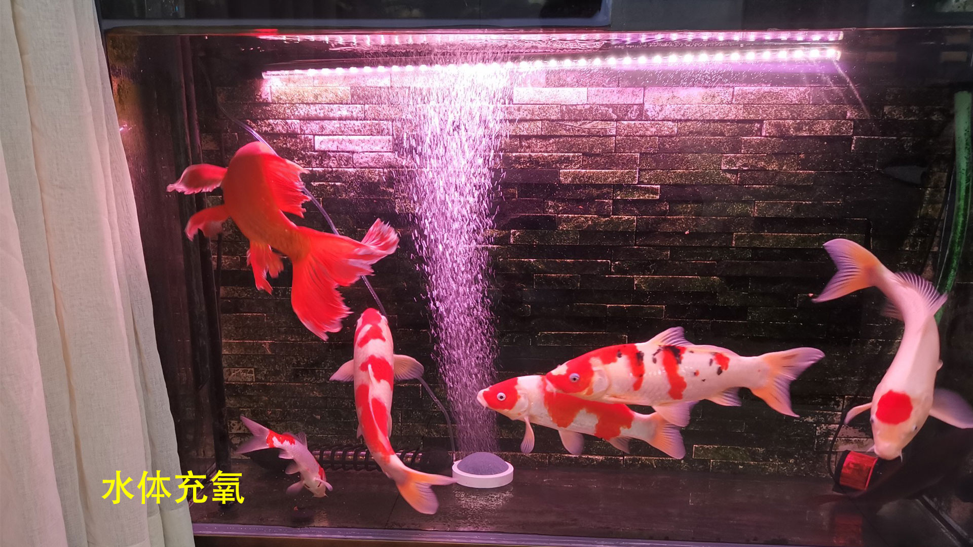 鱼缸水质试纸,亚硝酸盐高鱼缸