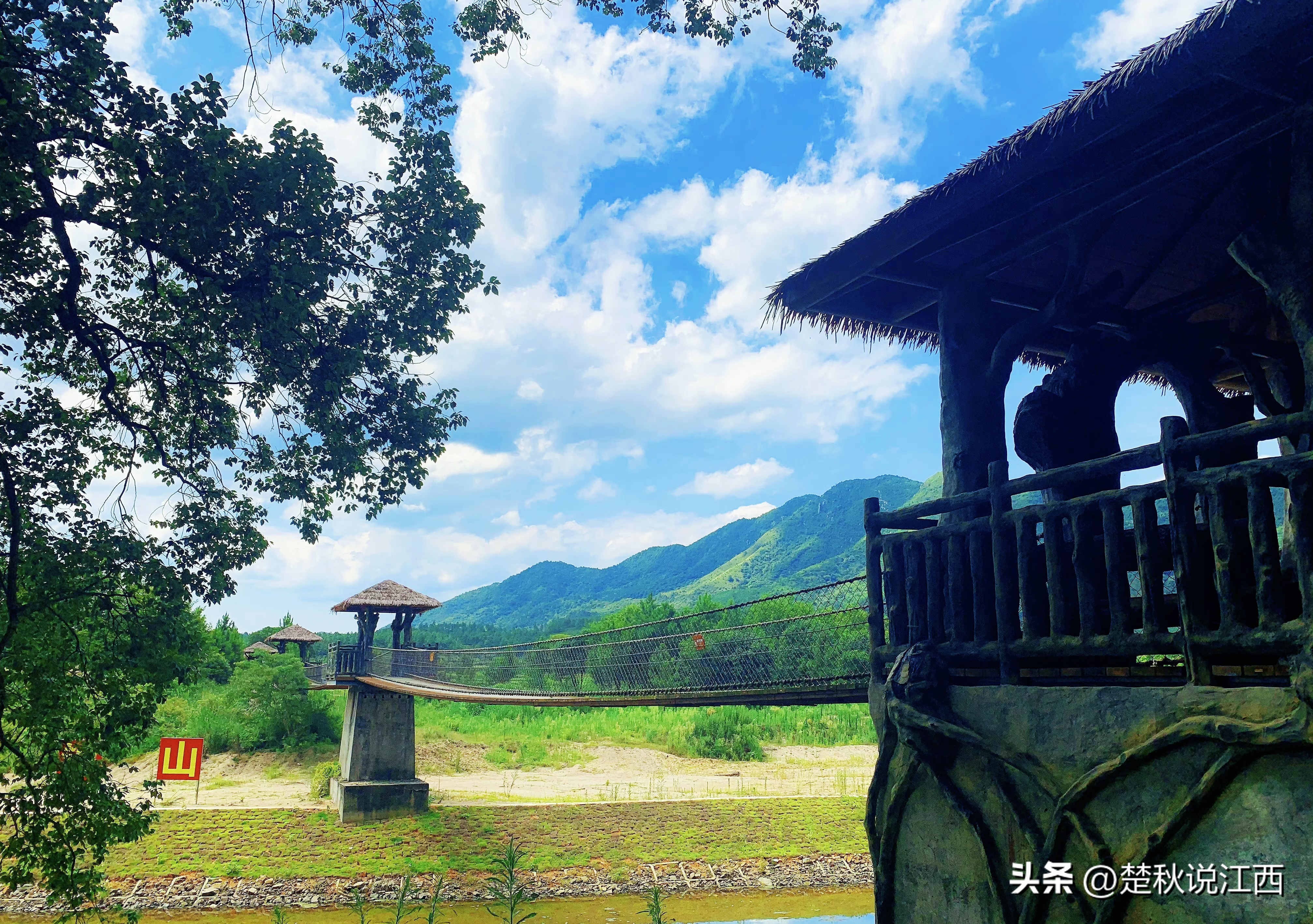 江西樟树第一古樟林,吉尼斯之最古樟树林