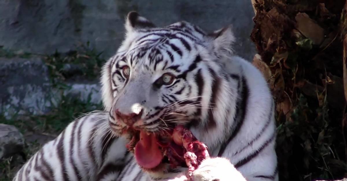 安徽动物园老虎咬人老虎怎么处理,老虎为啥不能吃猪肉