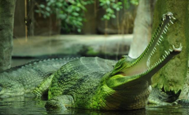 第一个用无人机拍到的鲸鱼,鲸鱼萤火虫