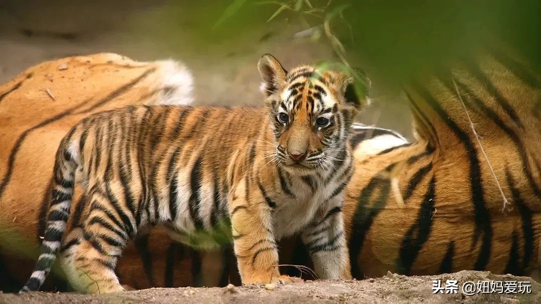 带你真切看人间的宝藏纪录片top10,十一长假适合带孩子看的纪录片