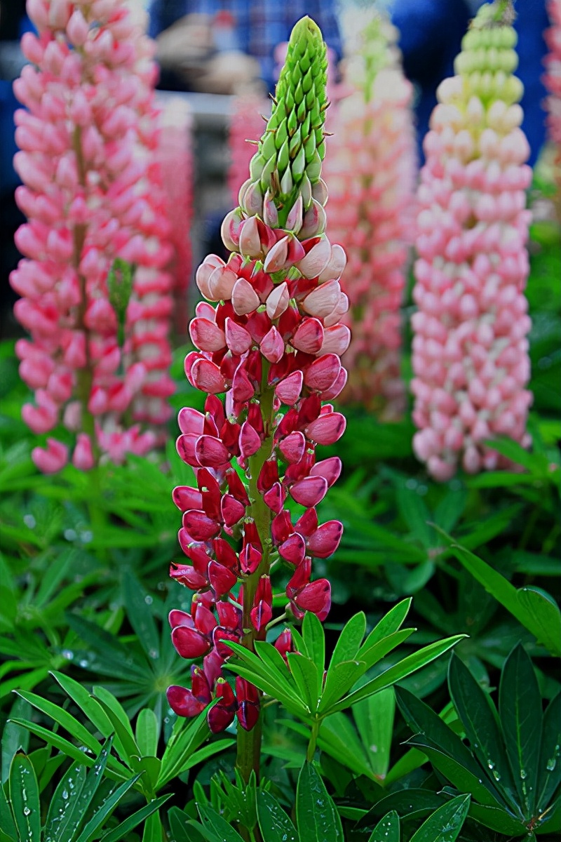 春游观赏的花有哪些,春天赏花什么花好看