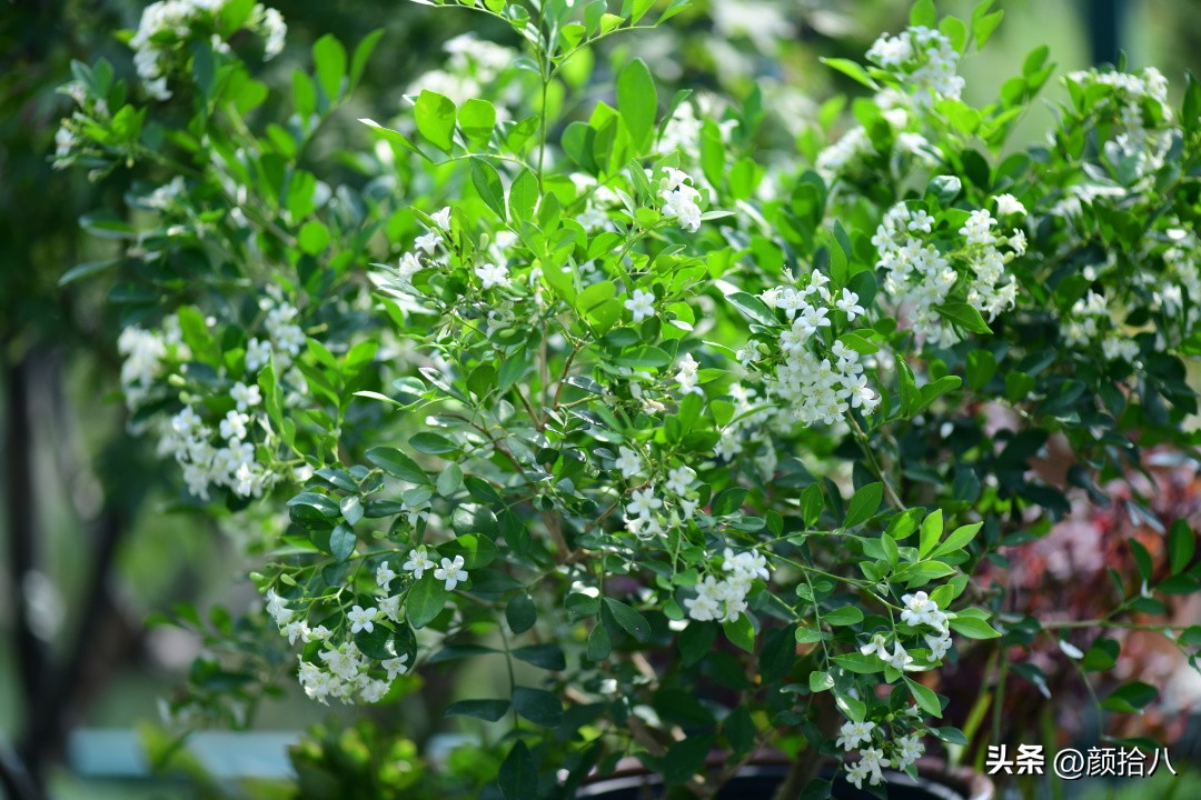 几乎没有存在感的七里香，到底是怎样的？|园丁