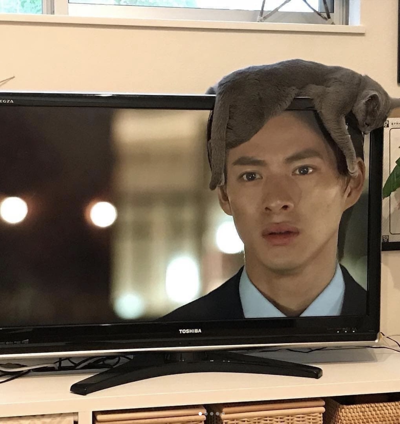 穷人猫粮推荐不买贵的只买对的,不油的猫粮排行榜