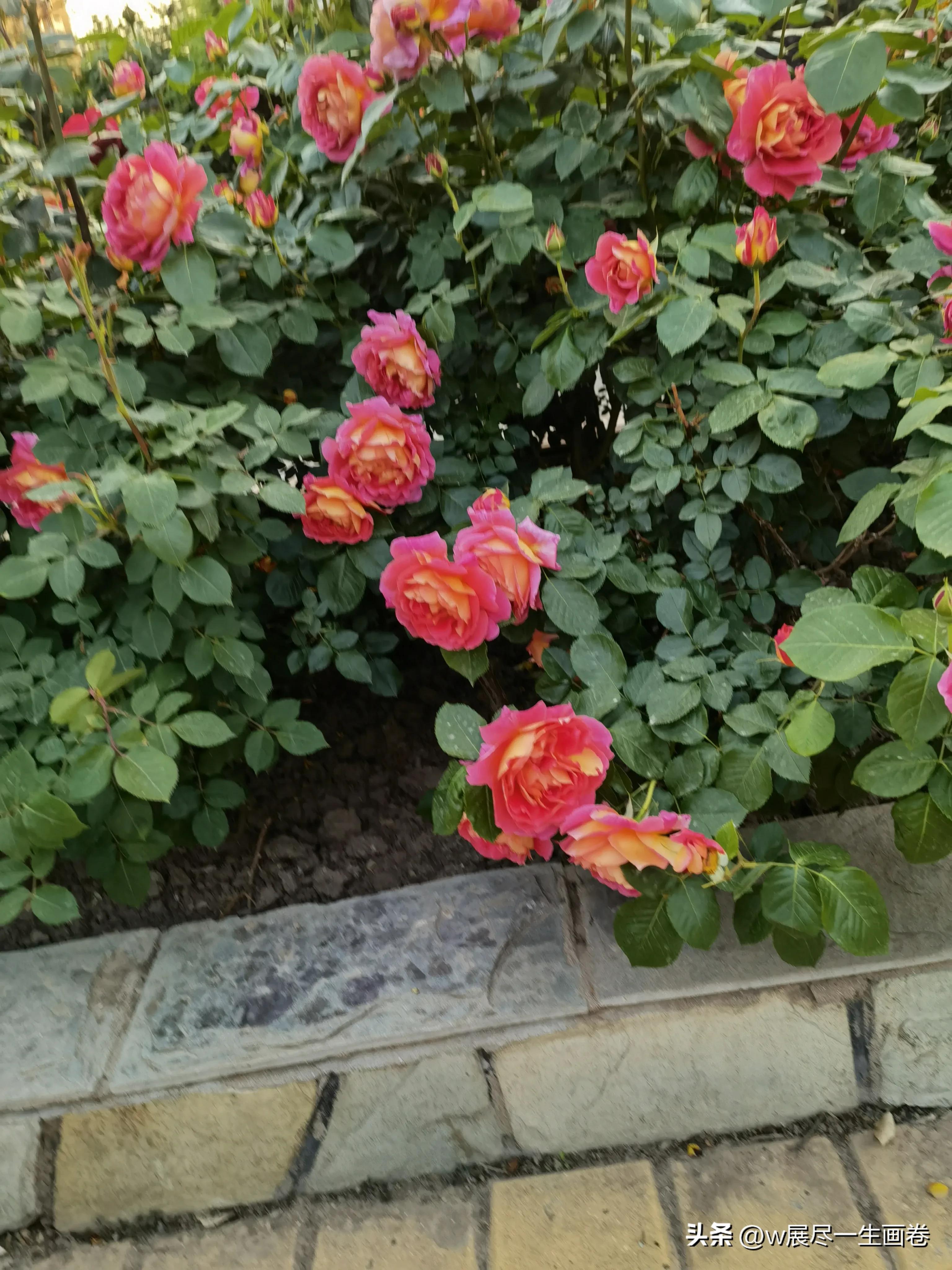 天津月季园开放时间表,天津最佳月季花公园