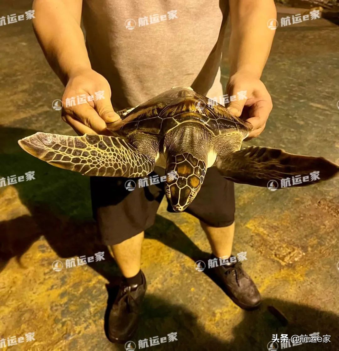 航海新人杨轩：困在海上十三个月的00后