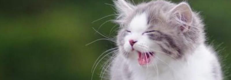 猫一直跟着你朝你叫是什么意思,猫一直叫很吵怎么让它安静下来