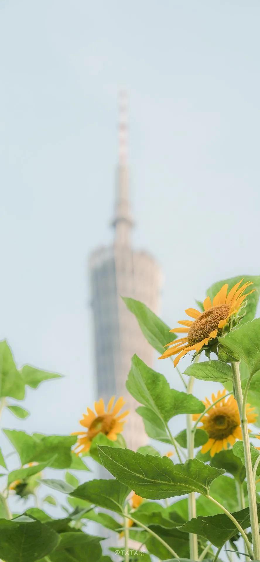 湛蓝的海水海滩风景高清壁纸,高清壁纸8k全屏无水印风景