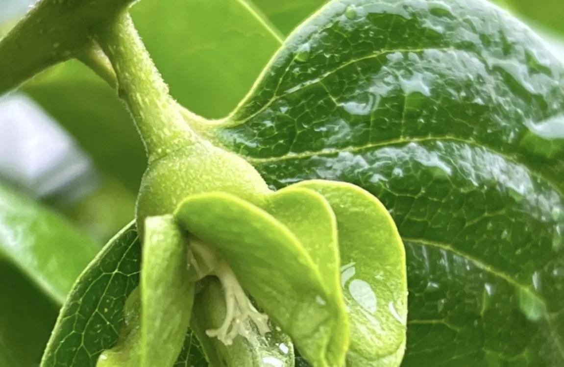 柿子生长期如何防落果,柿子九月份的病虫害管理