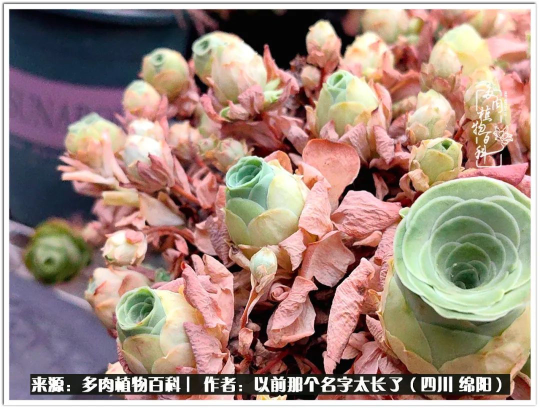 夏天山地玫瑰,小清新山地玫瑰