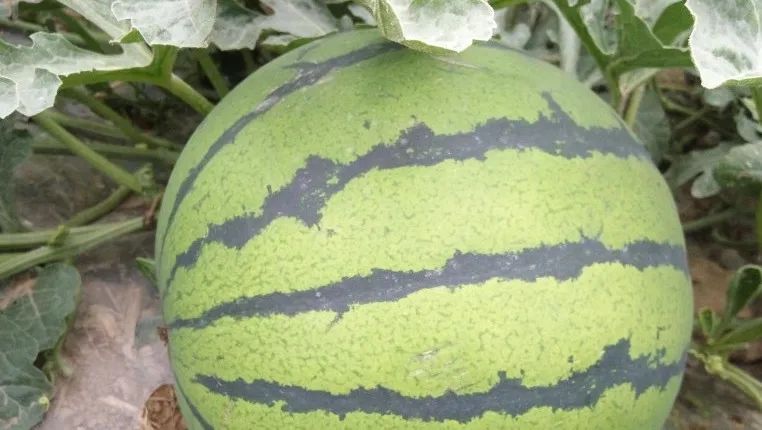 商丘知名农产品品牌,中国地理标志农产品品牌展播