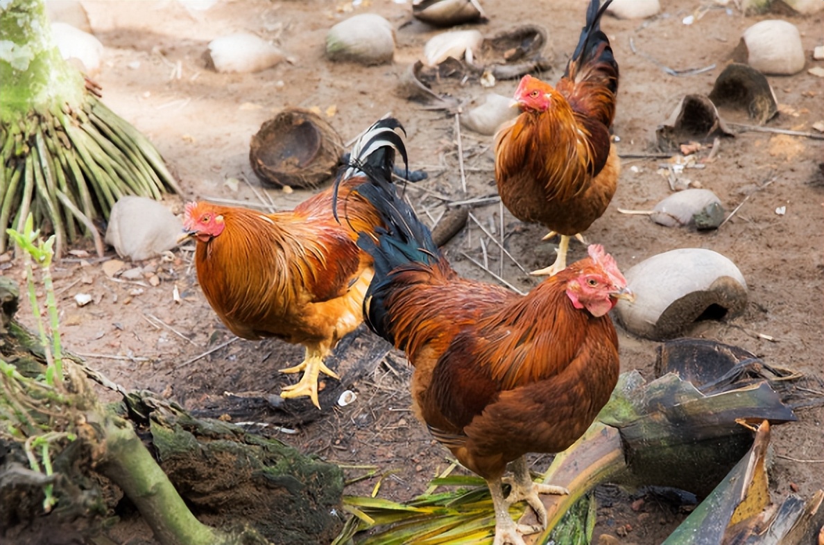 天赐良鸡怎么样,周口天赐良鸡饭店