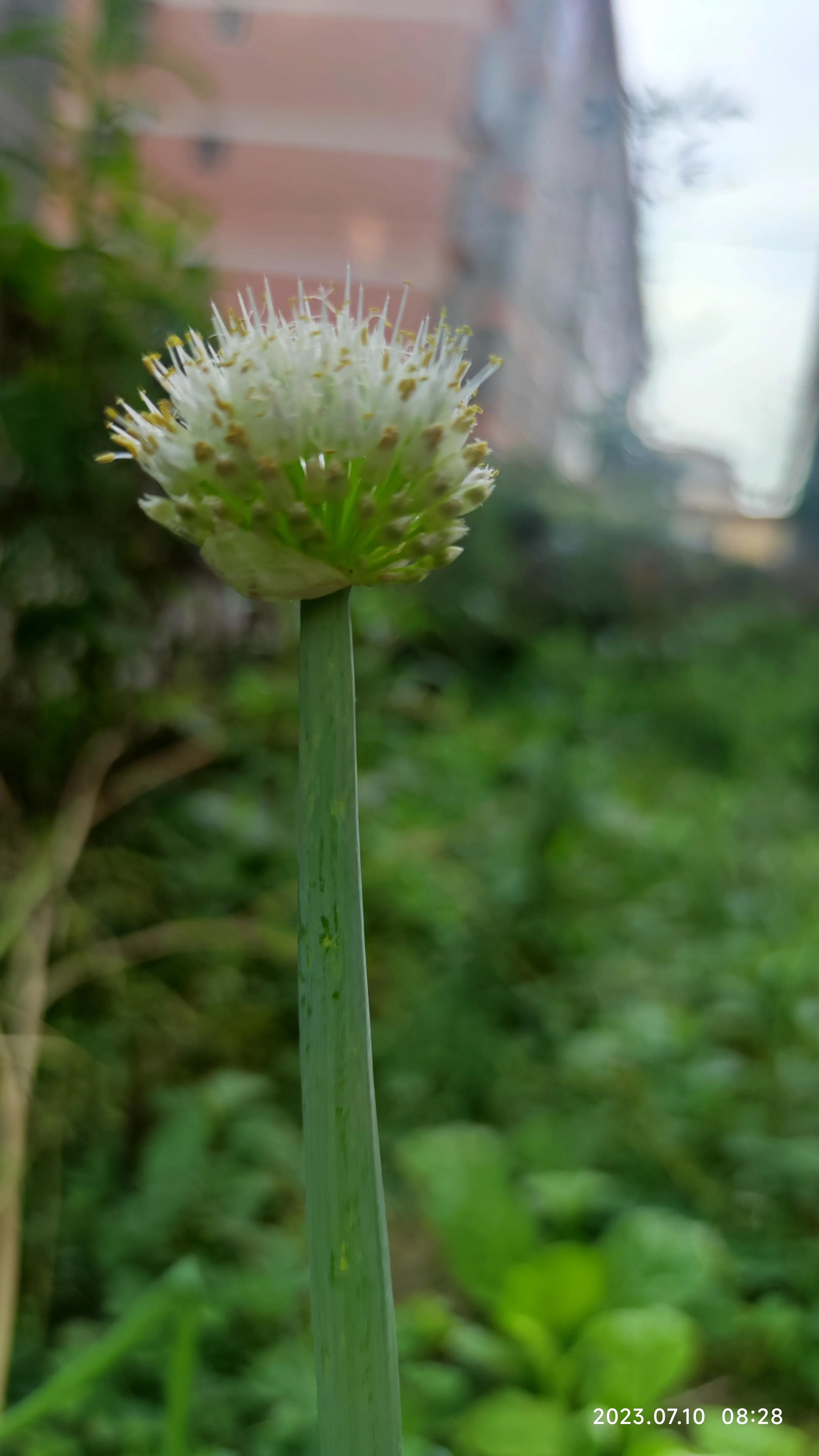 手机拍花如何拍出光斑,如何利用苹果手机拍花