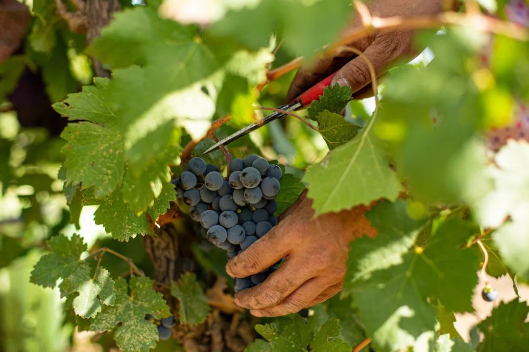 类人首酒庄创始人,类人首酒庄官网