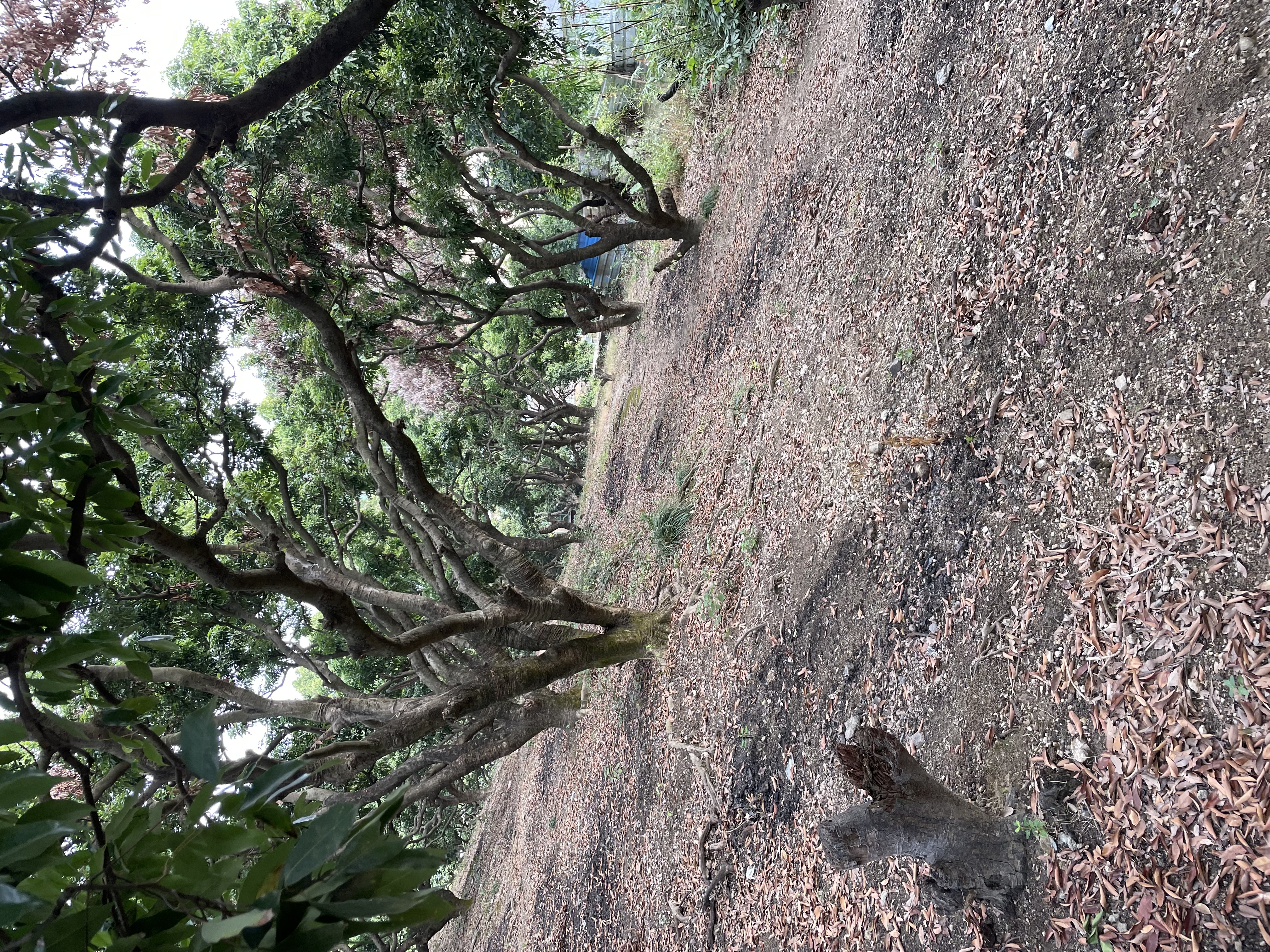 深圳沙湾公园风景区,宝安石岩湿地公园
