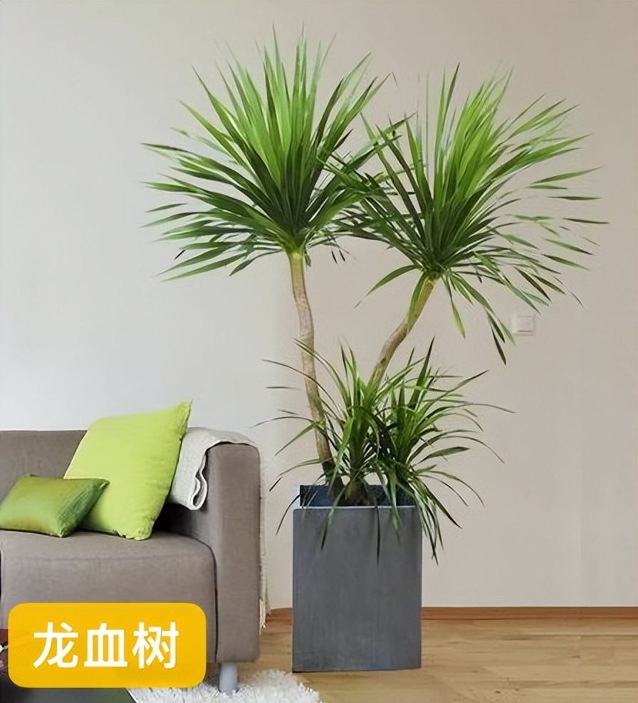 哪种绿植寓意好又好养活,室内寓意较好的好养的大型绿植