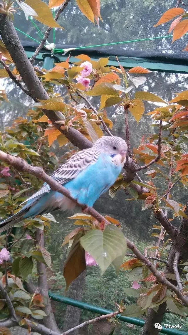 河南省风景花园,河南风景区公园