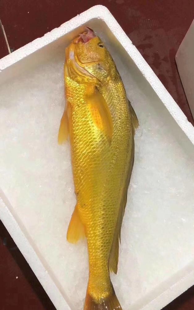 渔民一网捞出2450公斤野生大黄鱼,浙江渔民抓到黄鱼卖了近亿元