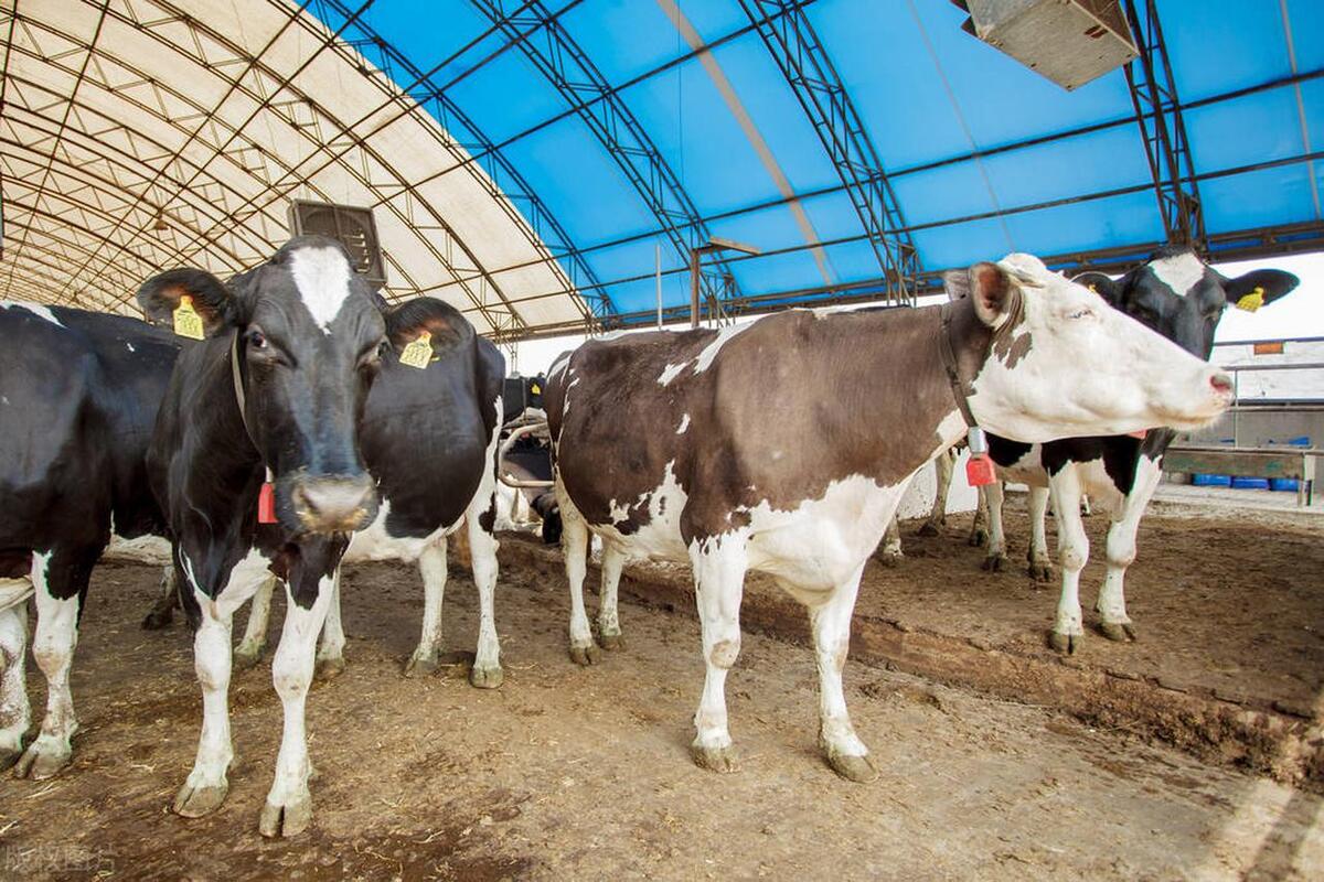 畜牧经营管理如何打造国际竞争力,如何提升畜牧产业竞争力