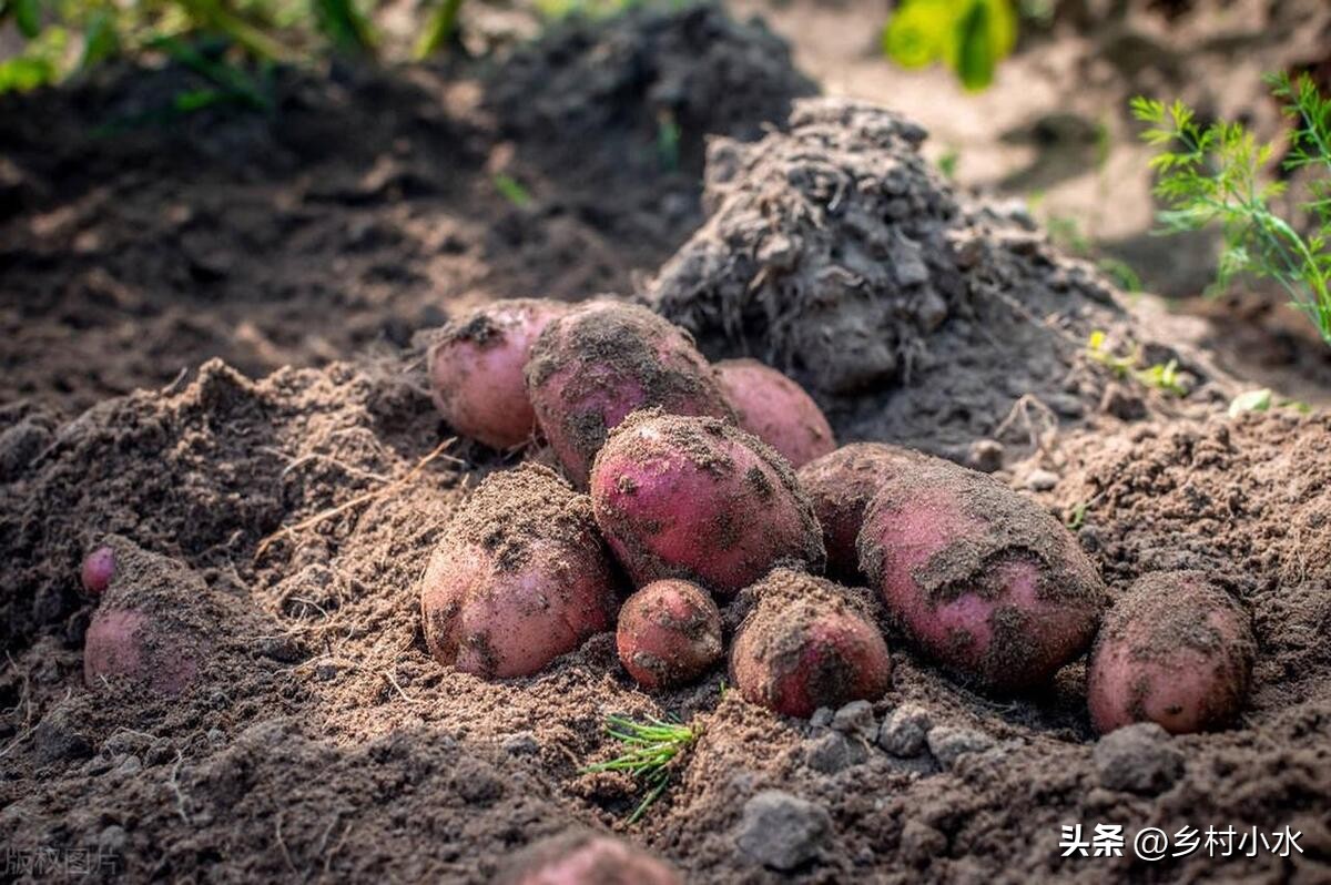 红薯修剪后怎么控旺,红薯徒长怎么种植