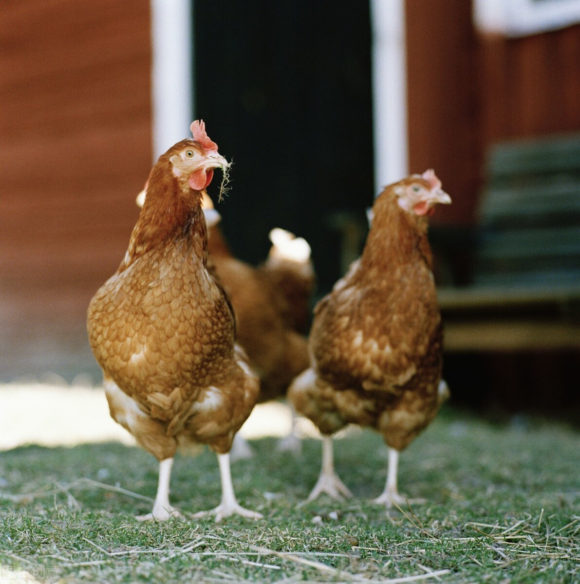 五十只母鸡,五百只老母鸡