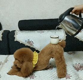 养什么小型犬寿命长又好看,建议新手养的10种小型犬性格好的