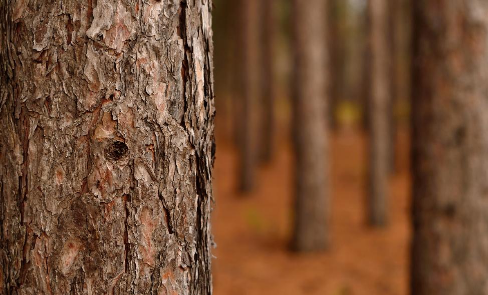 不列颠哥伦比亚省北方针叶林山松甲虫爆发后林分更新及发展轨迹
