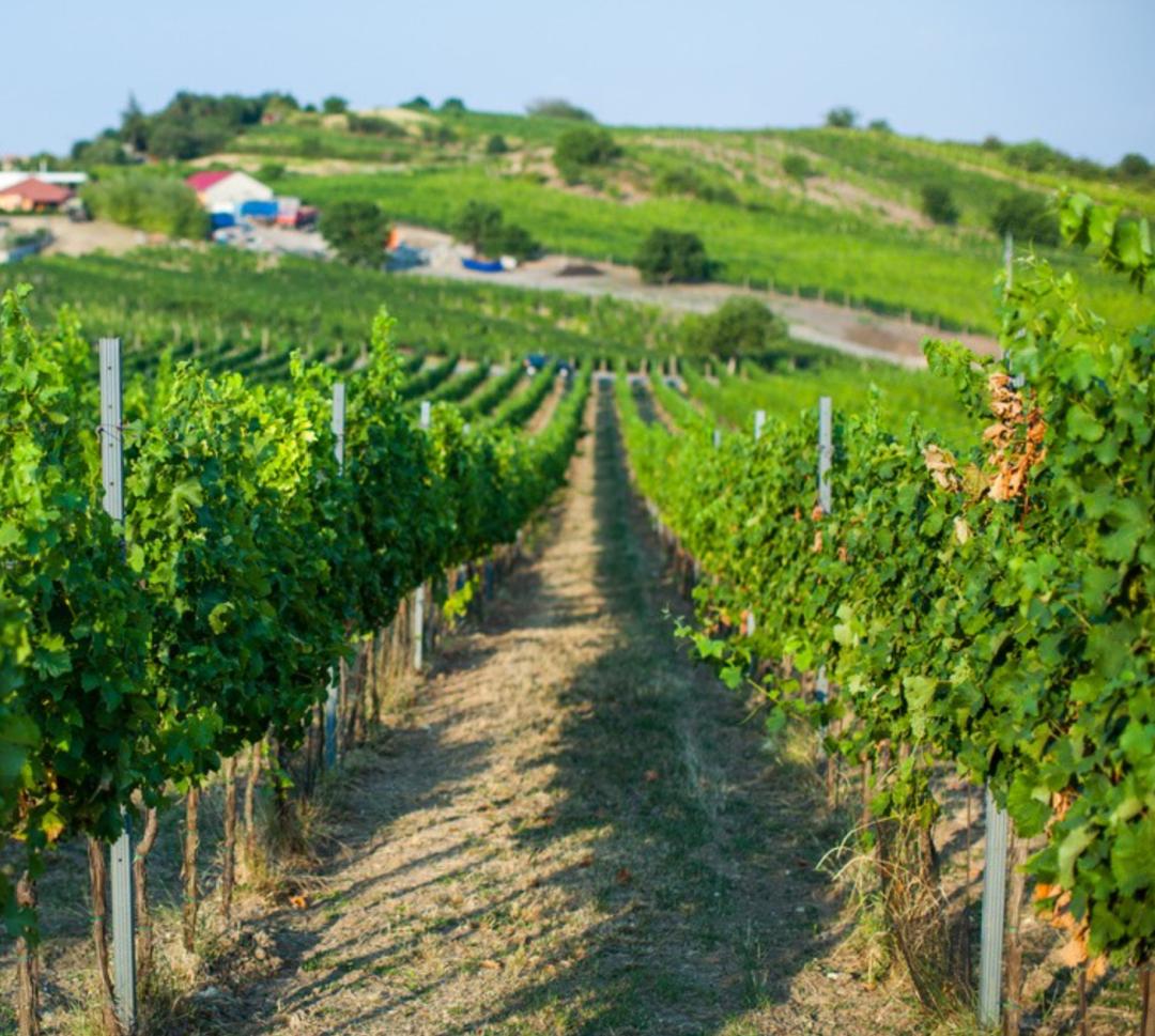 茅台冰淇淋科技创新,茅台冰淇淋背后的商业布局