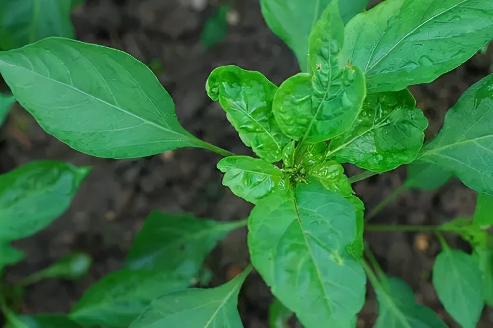 辣椒卷叶是什么病怎么治,辣椒有黄叶卷叶用什么药打才能治