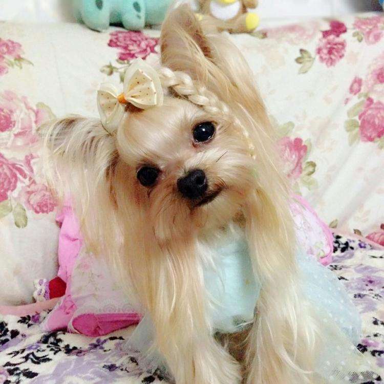 什么狗适合懒人又有安全感新手养,最好养的五种小型宠物狗