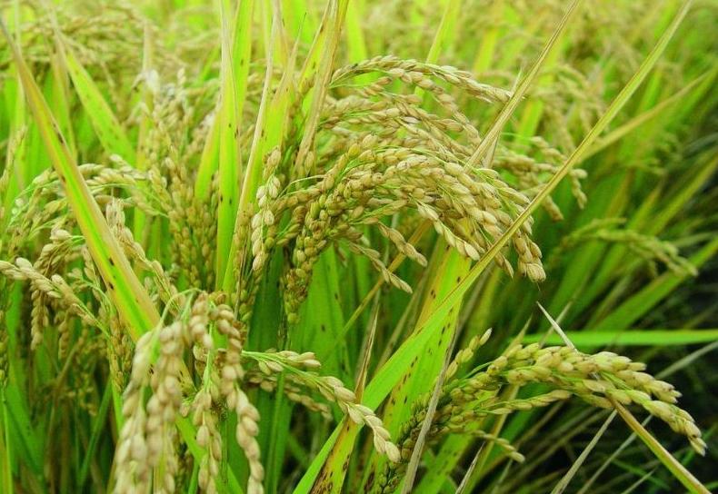 最穷最落后的十个国家,全球最富裕国家印度排第几