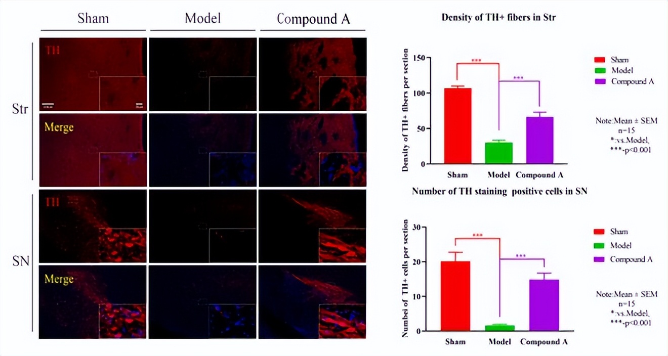 6-OHDA诱导大鼠模型|动物模型构建|大鼠模型构建服务