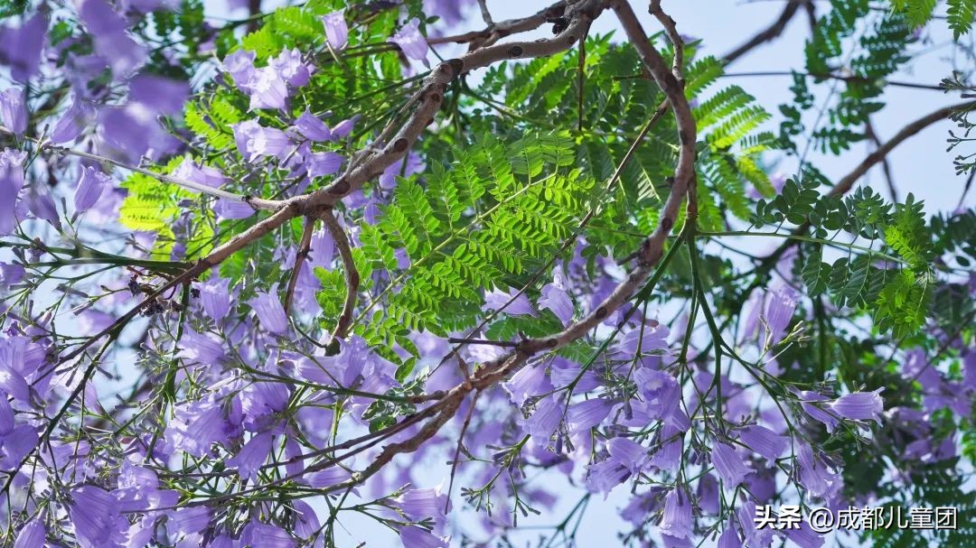 成都武晋路蓝花楹,昆明街头蓝花楹绽放成梦幻花海