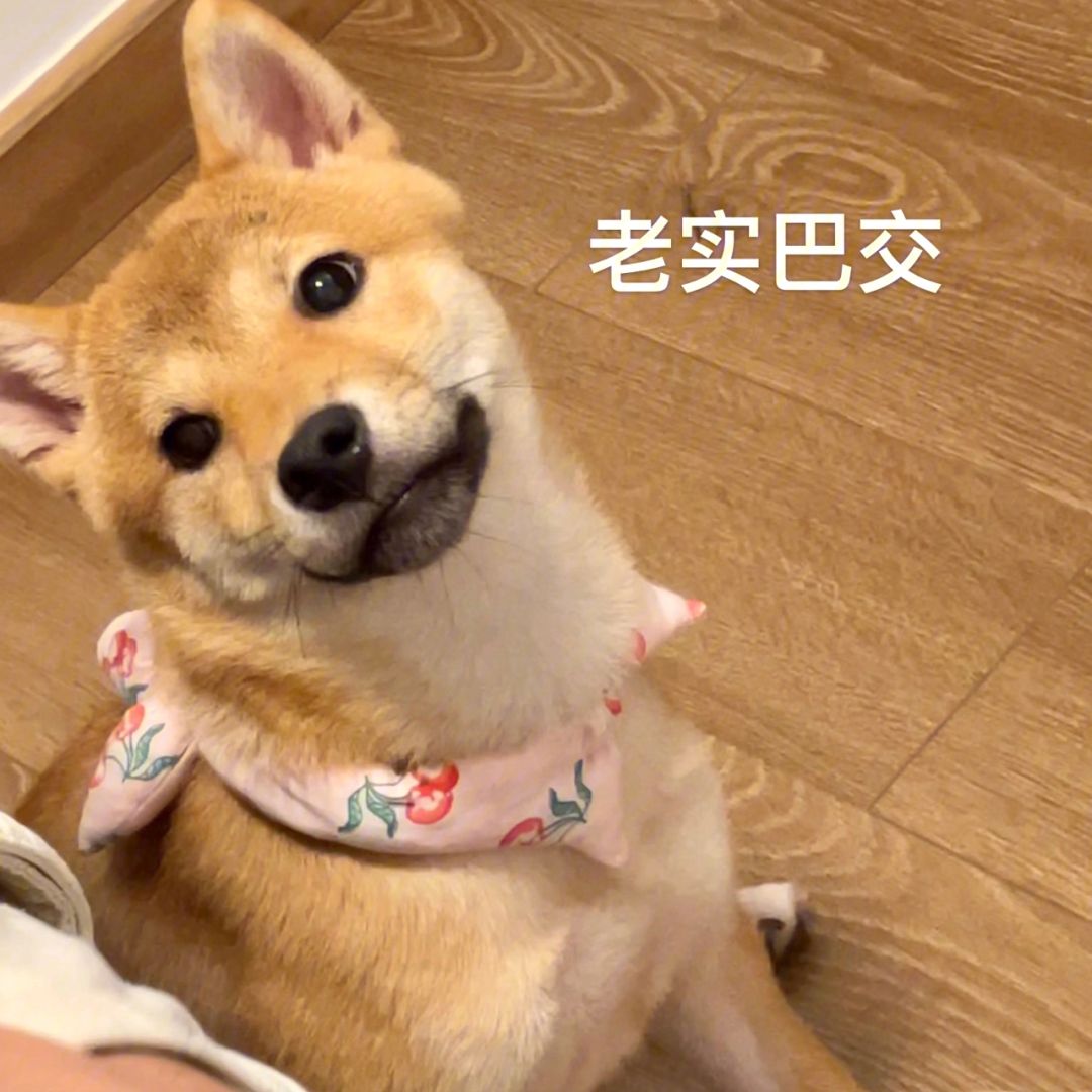 口碑最好十大狗粮推荐2021,低成本养狗16款平价狗粮推荐