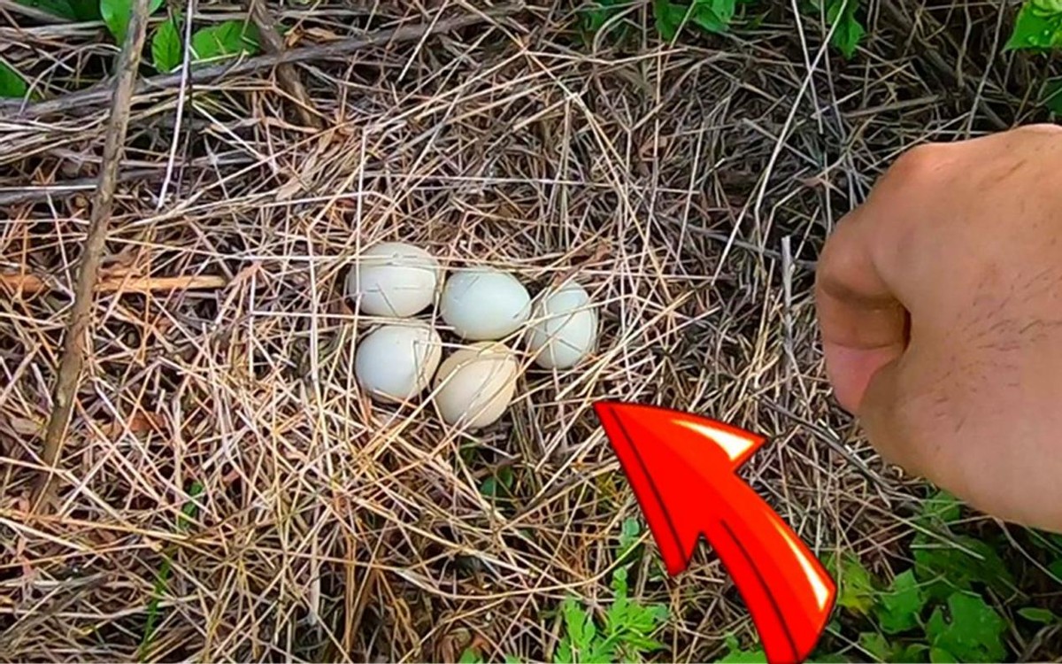 上山捡了野鸡蛋,山上捡的野鸡蛋孵出来能活吗