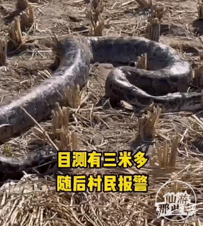 一小区楼下现巨型蟒蛇,一小区发现巨型蟒蛇