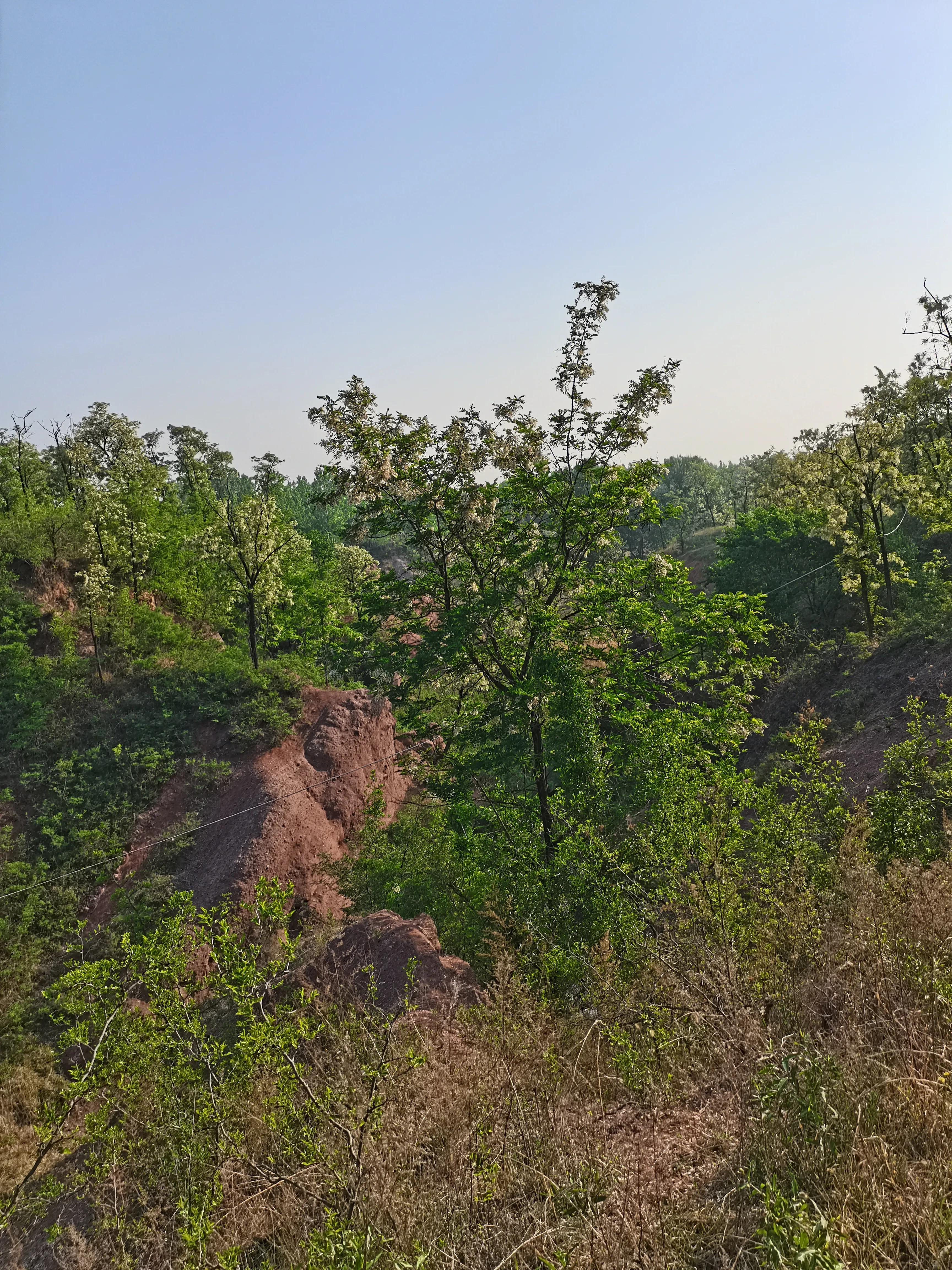 酸枣叶制茶做法,山上的野生酸枣叶可以采摘做茶吗