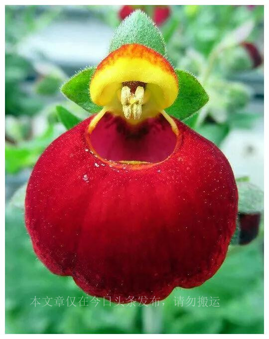 500种最美鲜花,40余种奇异的鲜花欣赏