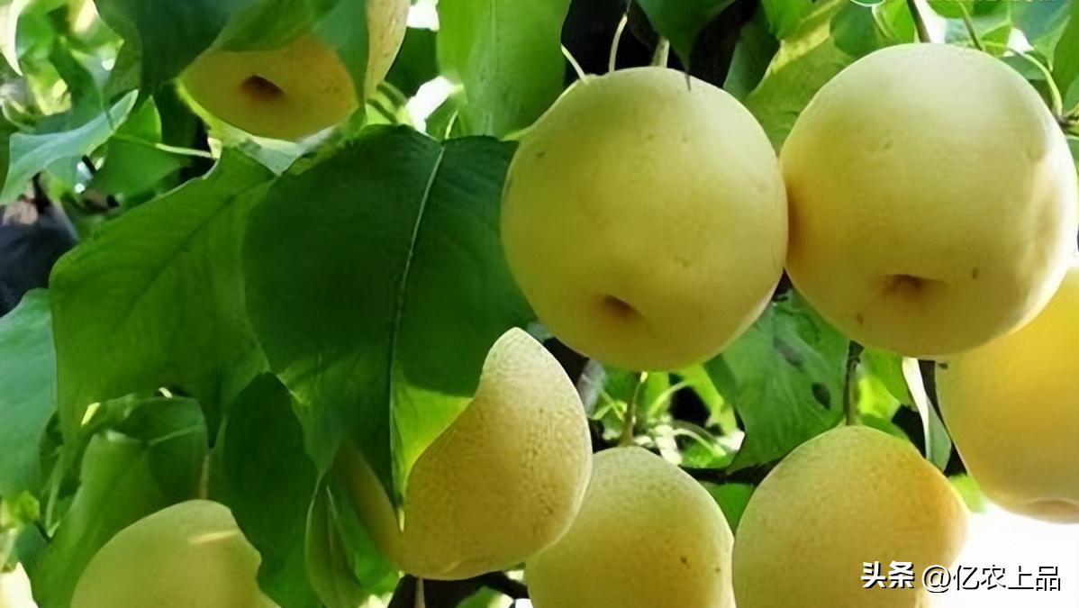 打什么药预防梨树二次开花,梨树冒新芽怎么预防