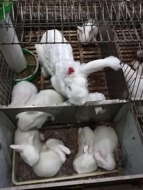 兔场清粪带的设计方案,兔场自动清粪设备什么价格