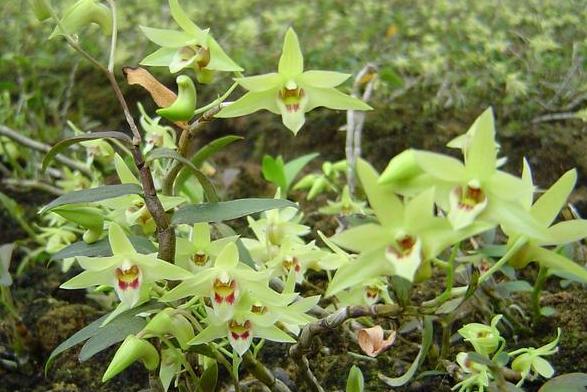 铁皮石斛种植方法和注意事项,种植铁皮石斛最好的方法